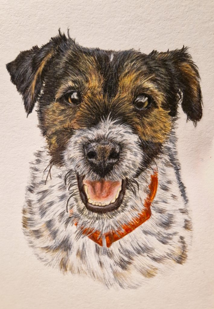 Hand-drawn coloured pencil pet portrait of a smiling terrier dog, detailed custom dog portrait artwork showing expressive eyes, textured fur and a red collar, created in a realistic style on paper.