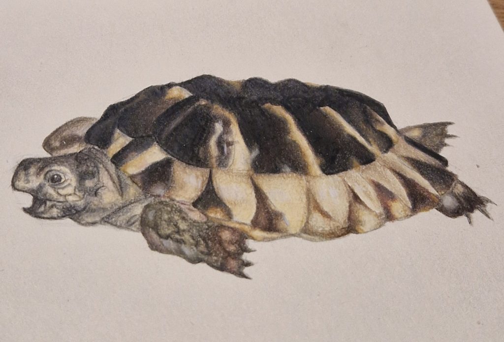Hand-drawn coloured pencil illustration of a tortoise, detailed wildlife artwork capturing the textured shell patterns, scales and natural form in a realistic scientific illustration style.