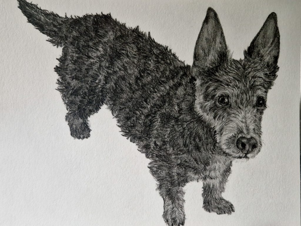 Hand-drawn pen and ink pet portrait of a small terrier dog, detailed custom dog portrait capturing textured wiry fur, alert ears and an expressive face in a realistic illustration style.