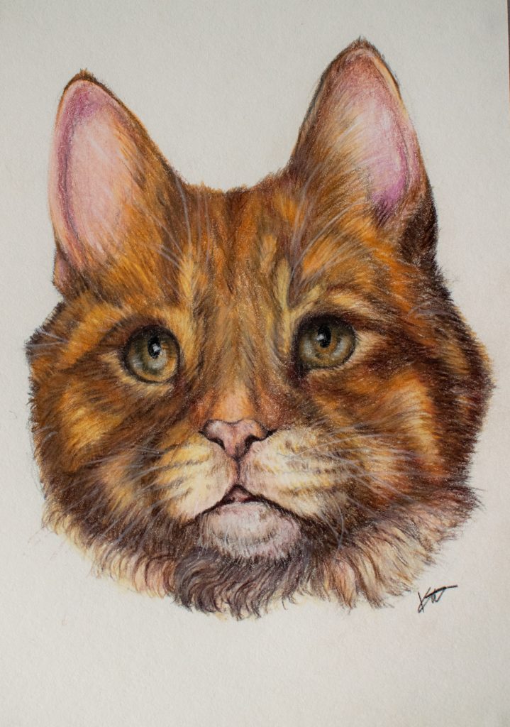 Hand-drawn coloured pencil pet portrait of a ginger tabby cat, detailed custom cat portrait artwork capturing the cat’s expressive green eyes, soft fur texture and distinctive markings in a realistic style.
