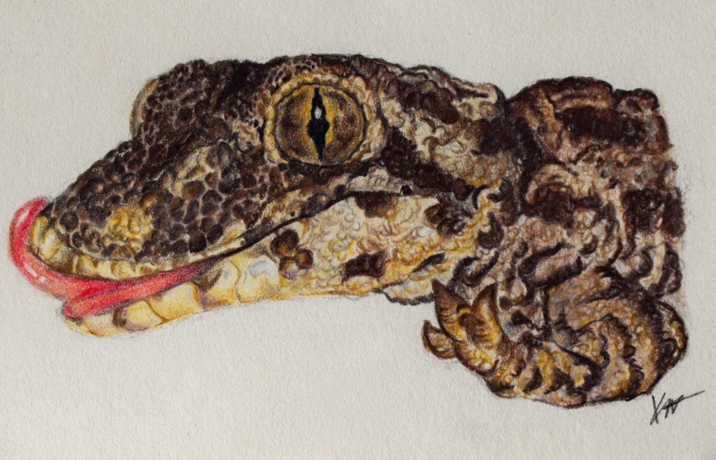 Hand-drawn coloured pencil illustration of a gecko, detailed wildlife and reptile artwork capturing the textured skin, distinctive eye and natural form in a realistic scientific illustration style.