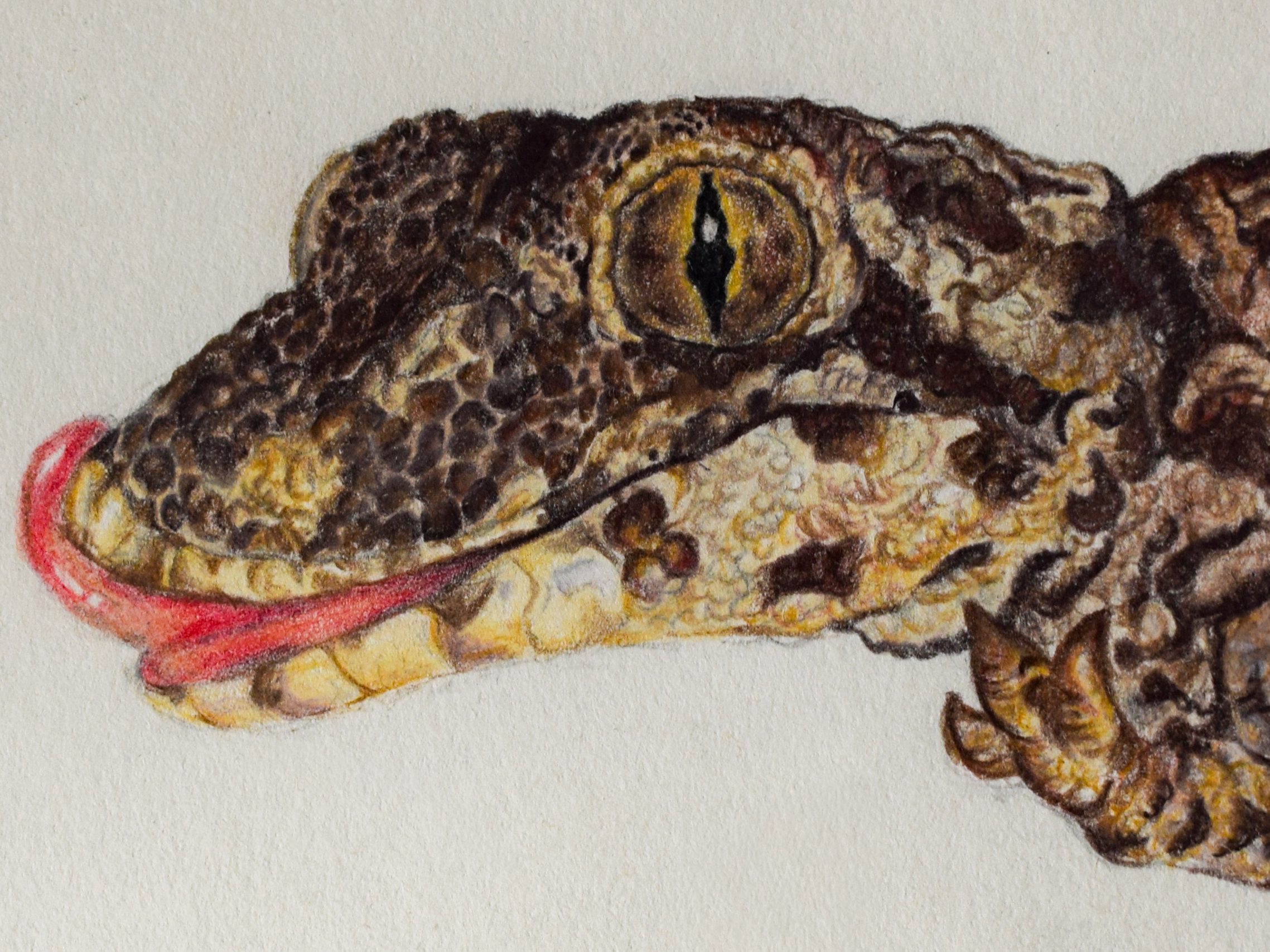 Hand-drawn illustration of a coloured pencil illustration of a gecko, detailed wildlife and reptile artwork capturing the textured skin, distinctive eye and natural form in a realistic scientific illustration style.