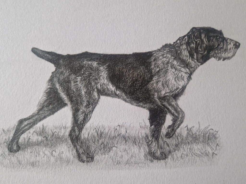 Hand-drawn pen and ink pet portrait of a German Wirehaired Pointer standing in grass, detailed custom dog portrait capturing the breed’s wiry coat, athletic stance and focused expression in a realistic illustration style.