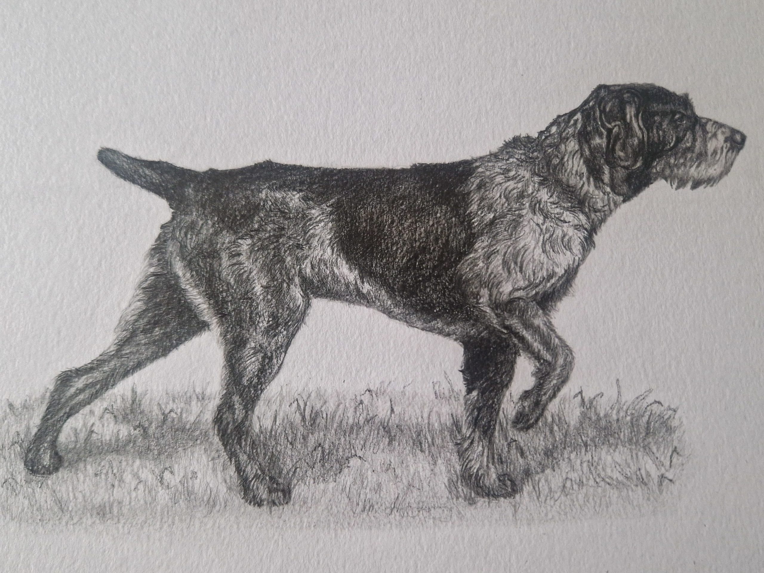 Hand-drawn pen and ink pet portrait by Kaela Turner. A German Wirehaired Pointer standing in grass, detailed custom dog portrait capturing the breed’s wiry coat, athletic stance and focused expression in a realistic illustration style.