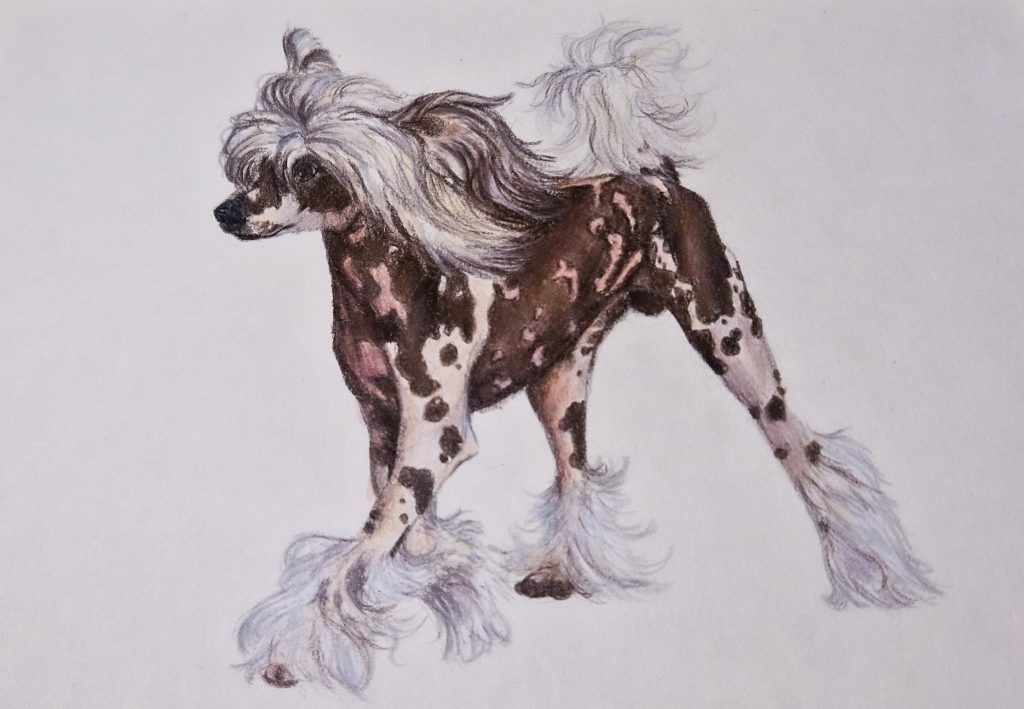 Hand-drawn coloured pencil pet portrait of a Chinese Crested dog, detailed custom dog illustration capturing the breed’s distinctive spotted coat, flowing hair and elegant stance in a realistic style.