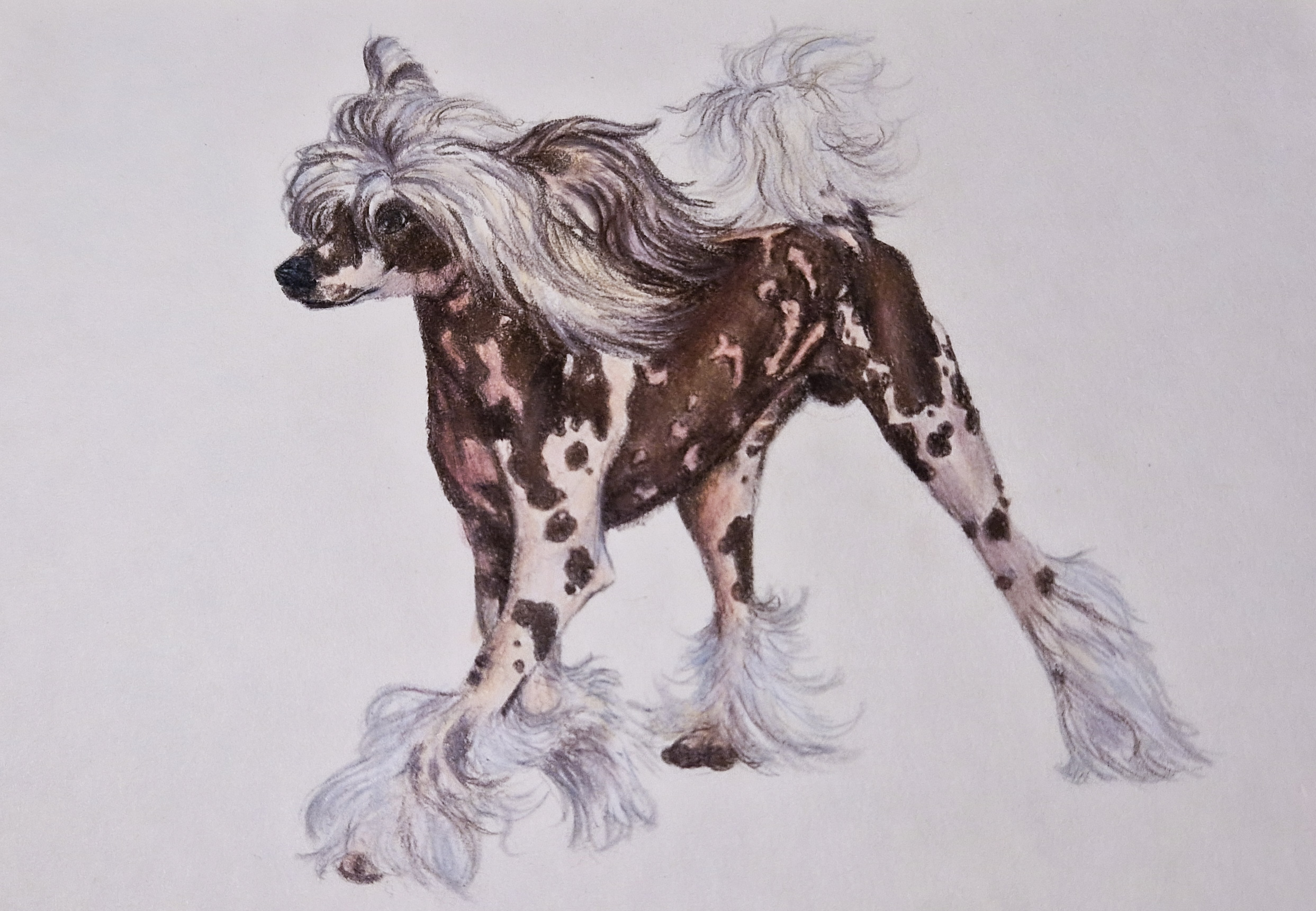 Hand-drawn coloured pencil pet portrait by Kaela Turner. A Chinese Crested dog, detailed custom dog illustration capturing the breed’s distinctive spotted coat, flowing hair and elegant stance in a realistic style.