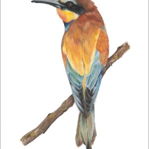 European Bee-eater Print