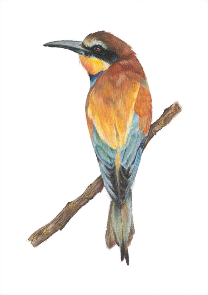 European Bee-eater Print
